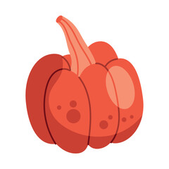 pumpkin vegetable autumn season