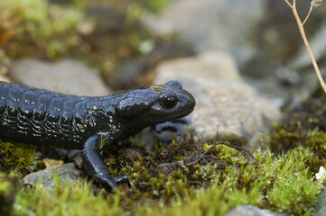 Closeup on the all black Alpine salamander, Salamandra atra from the Swiss Alps