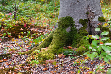 Nature and vegetation in the forest glade