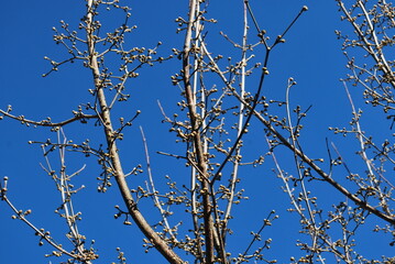 dogwood sprigs in spring with visible buds, against a background of a blue sky