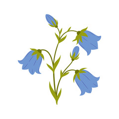 Fototapeta na wymiar Nature flower bluebell flower, vector botanic garden floral leaf plant. Vector wildflower bellflower, harebell campanula spring blooming handbell