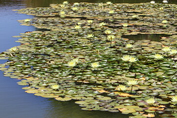 Bright water lily flowers and large green leaves on a lake in Israel
