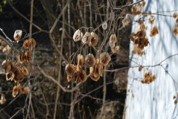 dry tree seeds in the spring