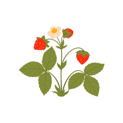 Strawberry plant with ripe berries and white blooming flowers, red fruits and green leaves vector cartoon icon. Healthy ripe summer strawberries