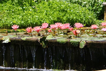 Bright water lily flowers and large green leaves on a lake in Israel