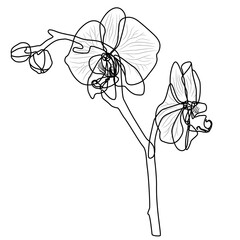Orchid. Black and white drawing. Outline.Tropical flower. Isolated. Stem. Buds.
