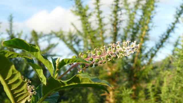Phytolacca americana plant in the mountain