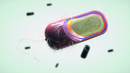 Prokaryote or prokaryotic cell structure realistic 3D visualization. Bacteria microscopic section floating in fluid. Biological original 3D illustration.