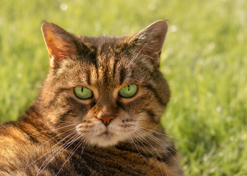 Portrait of a tabby cat with striking green eyes in front of a sunlit lawn