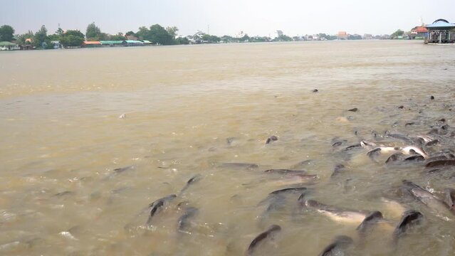 Many fishes that live in the Chao Phraya River. They were waiting to receive food in front of the temple. From a philanthropist, Thailand 2022-10-20