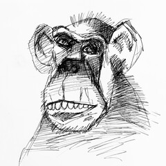 Sketch of a monkey drawing by hand with black ink on white. Close-up portrait.