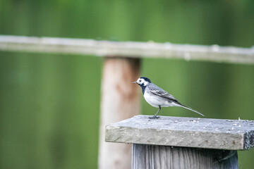White wagtail