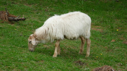 Naklejka na ściany i meble Sheep grazing on a mountain top