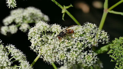 Wasp on a small flowering plant