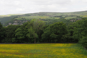 spring meadow covered in yellow flowers in the calder valley overlooking hebden bridge and the village of old town