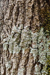 close-up of the bark of an old tree with cracks, mosses and lichens