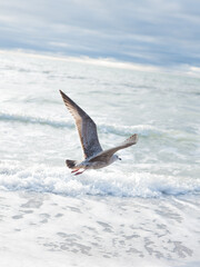 seagull on the sea