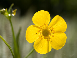 Yellow Greater Spearwort flower