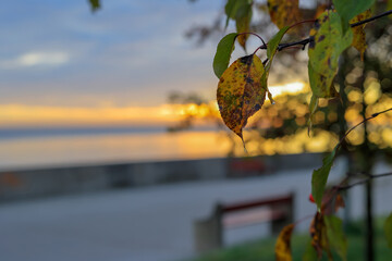 Yellow leaf on the seaside promenade background in Gdynia, Poland