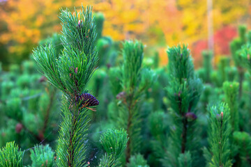 A pine cone on a green coniferous twig on a green background in Poland