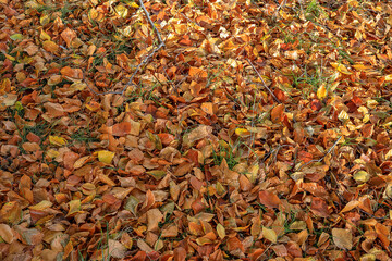 The grass is covered with autumn orange leaves in Poland