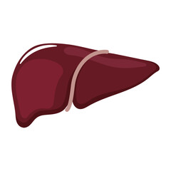 The liver is a human organ on a transparent background. Flat style. For medical benefits, registration.