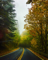 road in autumn forest