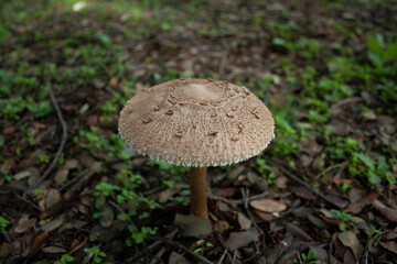 macrolepiota procera, parasol in madrid after the first autumn rains
