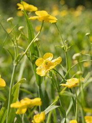 Yellow flower of Greater Spearwort growing at river