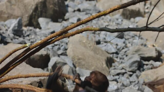 A young baby monkey plays around in front of her mother. They belong to the gelada group.