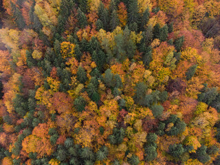 Colorful carpet of trees with autumn leaves