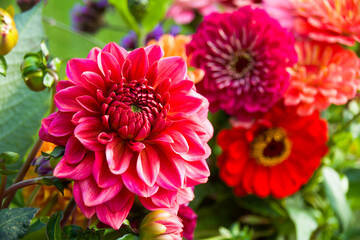 red and pink  dahlia - bouquet of autumn flowers - greeting card