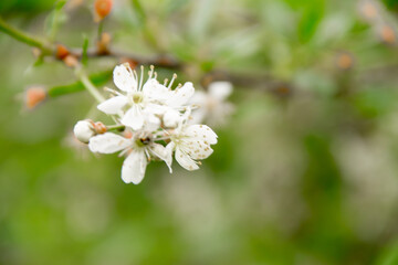 early spring in the garden cherry branch with flowers
