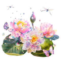 Botanical watercolor illustration of white and pink water lilies with butterfly, dragonflies and dew drops.
