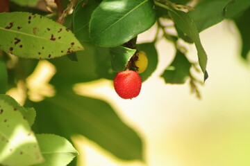 Red Madroño