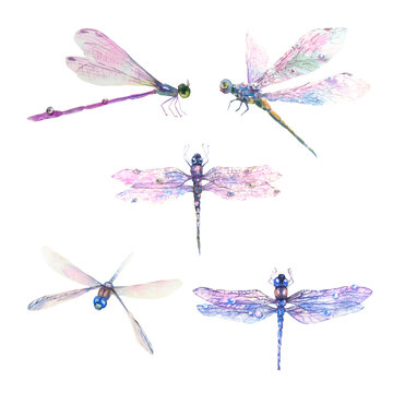 Hand drawn watercolor illustration of purple dragonflies isolated on white background.