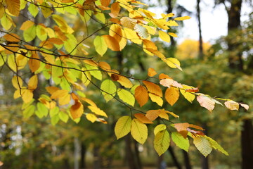 yellow leaves in autumn 