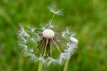 Dandelion Seeds