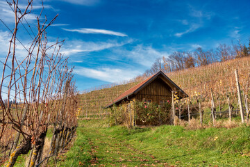 Wooden hut in the vineyards in colorful autumn