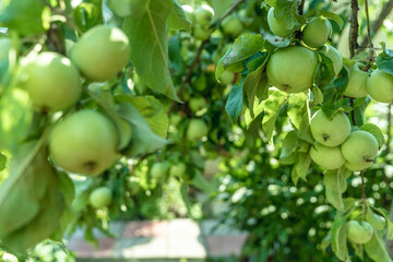 Apples ripen on a tree in the garden in summer
