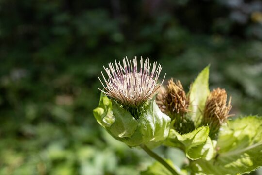 Close up of a Cirsium oleraceum flower on a blurred background