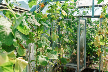 Fototapeta na wymiar Greenhouse for vegetable growth in summer