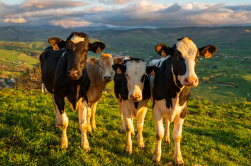 Cows staring at sunset