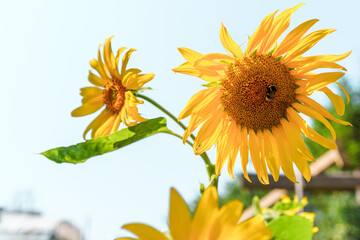 Naklejka premium Bee on sunflower, pollination of plants