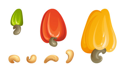 Red cashew nut. Unripe and ripe exotic yellow fruit with green leaves. Cartoon vector illustration