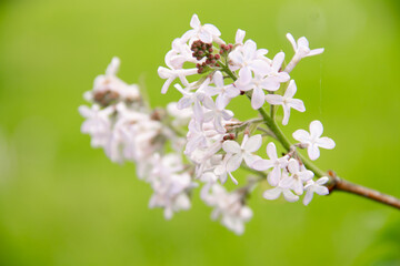 early spring in the garden lilac branch with flowers