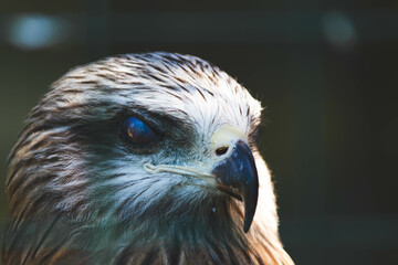 American eagle at the zoo. American symbol of the nation.