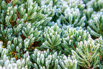 Twigs of juniper covered with hoar frost in mid October in the morning