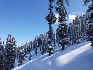 winter landscape with snow