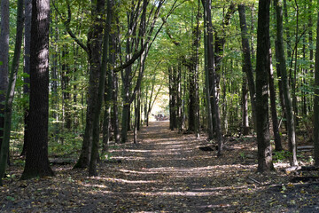 Forest Path, Park Way Overgrown with Trees, Summer Footpath